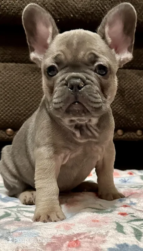 Baby Bee (The Gentle Soul): Blue Fawn -champion bloodlines  – French Bulldog puppy for sale in Dayton, OH