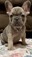 Baby B: Ready Now!  Blue Fawn -DNA Clr Parents/CH Lines/Flight Nanny, a female French Bulldog for sale in Dayton, OH – Photo 1 of 5