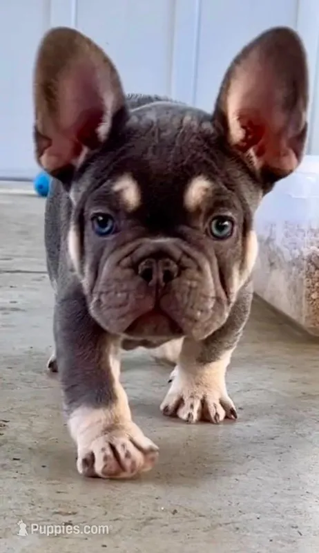 Charlie-Blue & Tan Male-Ready Now! DNA Clr Parents/CH Lines/Flight – French Bulldog puppy for sale in Dayton, OH
