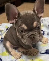 Charlie-Blue & Tan Male-Ready Now! DNA Clr Parents/CH Lines/Flight, a male French Bulldog for sale in Dayton, OH – Photo 2 of 6
