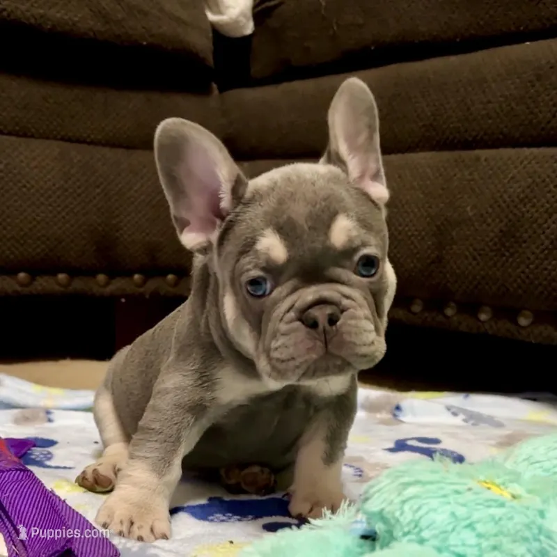 Charlie-Blue & Tan Male-Ready Now! DNA Clr Parents/CH Lines/Flight – French Bulldog puppy for sale in Dayton, OH