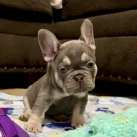 Charlie-Blue & Tan Male-Ready Now! DNA Clr Parents/CH Lines/Flight, a male French Bulldog for sale in Dayton, OH – 1 of 6