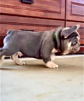 Charlie-Blue & Tan Male-Ready Now! DNA Clr Parents/CH Lines/Flight, a male French Bulldog for sale in Dayton, OH – Photo 4 of 6