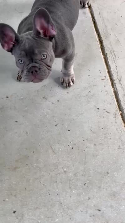 Sunny: Ready Now!Blue and tan-DNA Clear Parents/CH Lines/Flight Nanny, a female French Bulldog for sale in Dayton, OH – 5 of 5