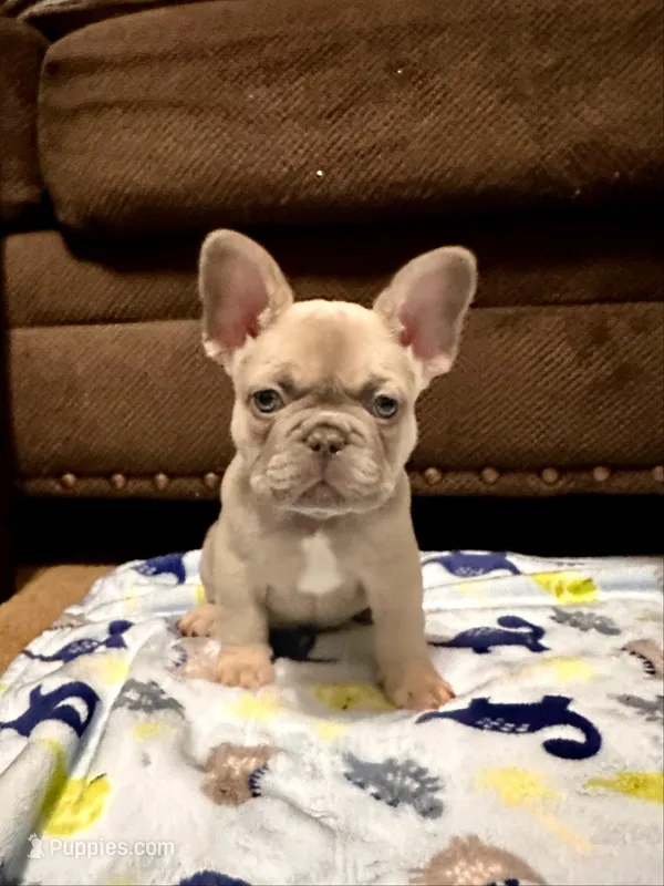 Chewy: Ready Now! DNA Clr Parents-CH Lines - Flight Nanny – French Bulldog puppy for sale in Dayton, OH