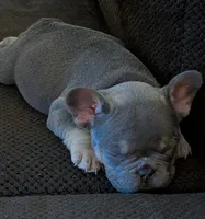 Violet-Blue & Tan female-Ready Now! DNA Clr Parents/CH Lines/Flight, a female French Bulldog for sale in Dayton, OH – 2 of 7
