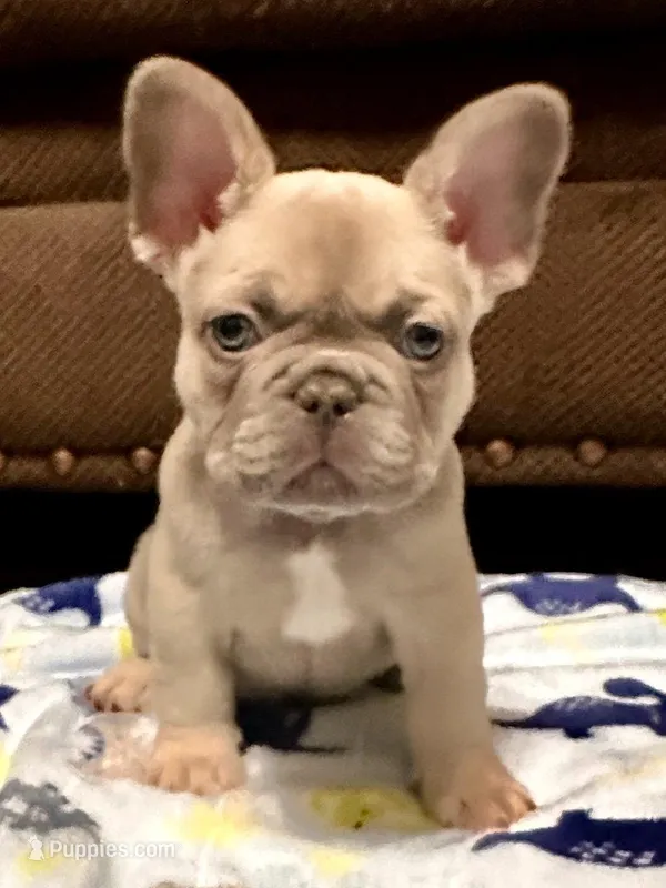 Chewy: Ready Now! DNA Clr Parents-CH Lines - Flight Nanny – French Bulldog puppy for sale in Dayton, OH