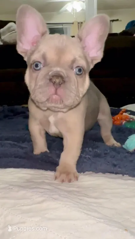 Chewy: Ready Now! DNA Clr Parents-CH Lines - Flight Nanny – French Bulldog puppy for sale in Dayton, OH