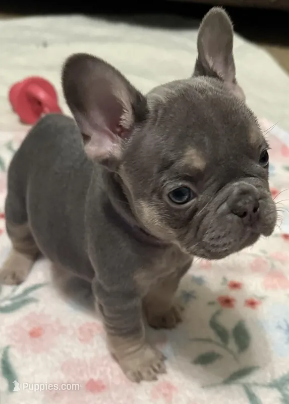 Violet(The Peacekeeper): Blue and tan-champion bloodlines-  – French Bulldog puppy for sale in Dayton, OH