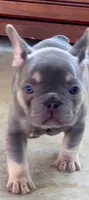 Ready Now! Violet: Blue & Tan/DNA Clr Parents/CH Lines/Flight, a female French Bulldog for sale in Dayton, OH – Photo 2 of 5
