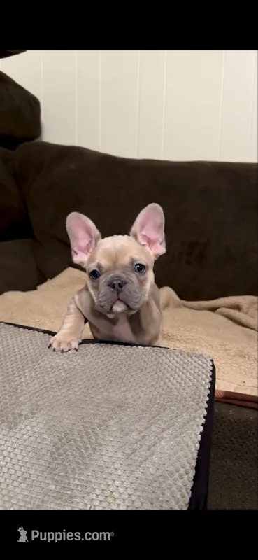 Henry: Ready Now! Lt Blue Fawn DNA Clr Parents/CH Lines/Flight – French Bulldog puppy for sale in Dayton, OH
