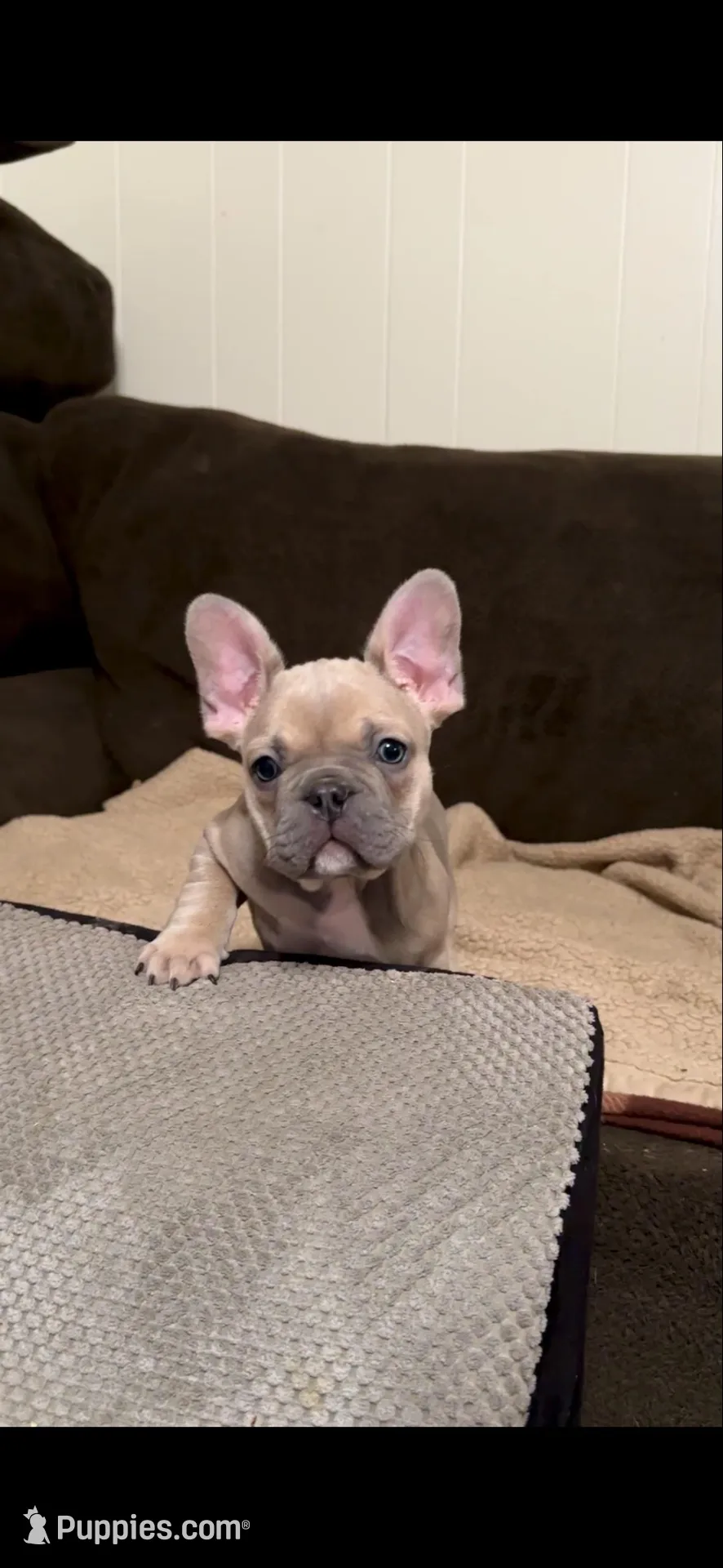 Henry: Ready Now!Blue Fawn DNA Clear Parents/CH Lines/Flight, a male French Bulldog for sale in Dayton, OH – Photo 4 of 7