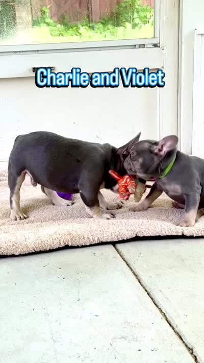 Violet-Blue & Tan female-Ready Now! DNA Clr Parents/CH Lines/Flight, a female French Bulldog for sale in Dayton, OH – 7 of 7