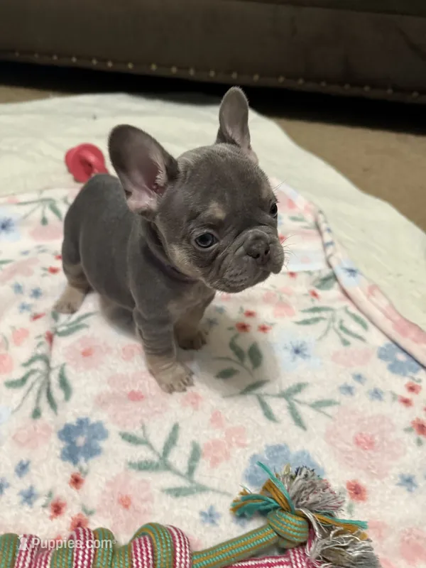 Violet-Blue & Tan female-Ready Now! DNA Clr Parents/CH Lines/Flight – French Bulldog puppy for sale in Dayton, OH