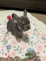 Violet-Blue & Tan female-Ready Now! DNA Clr Parents/CH Lines/Flight, a female French Bulldog for sale in Dayton, OH – 1 of 7