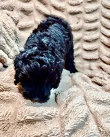 Truffle, a female Miniature Goldendoodle for sale in Mineola, TX – 3 of 4