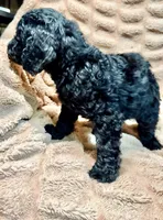 Onyx, a male Miniature Goldendoodle for sale in Mineola, TX – 3 of 3