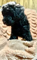 Eclipse, a female Miniature Goldendoodle for sale in Mineola, TX – 3 of 3