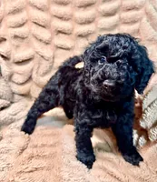 Ollie, a male Miniature Goldendoodle for sale in Mineola, TX – 1 of 3
