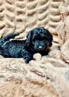 Eclipse, a female Miniature Goldendoodle for sale in Mineola, TX – 2 of 3