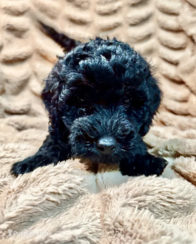 Truffle – Miniature Goldendoodle puppy for sale in Mineola, TX