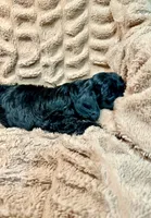 Raven, a female Miniature Goldendoodle for sale in Mineola, TX – 3 of 3