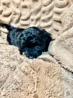 Raven, a female Miniature Goldendoodle for sale in Mineola, TX – 2 of 3