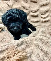 Eclipse, a female Miniature Goldendoodle for sale in Mineola, TX – 1 of 3