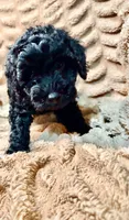 Truffle, a female Miniature Goldendoodle for sale in Mineola, TX – 4 of 4