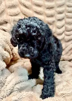 Ollie, a male Miniature Goldendoodle for sale in Mineola, TX – 3 of 3