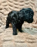 Truffle, a female Miniature Goldendoodle for sale in Mineola, TX – 2 of 4
