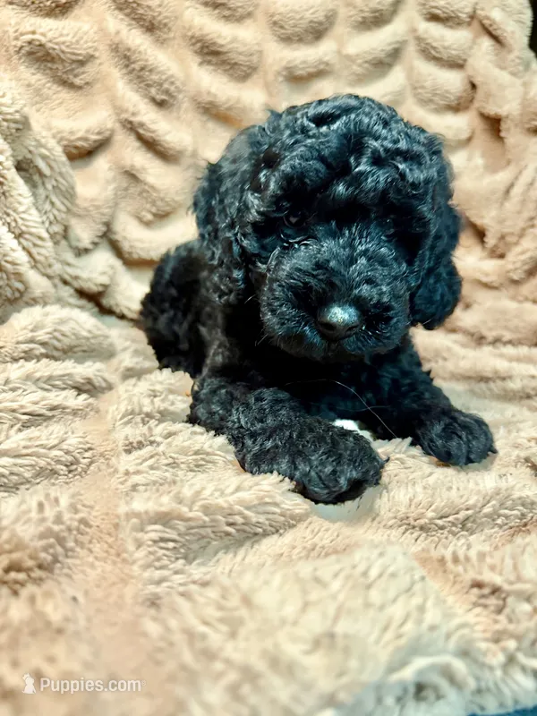 Onyx – Miniature Goldendoodle puppy for sale in Mineola, TX