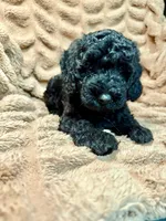 Onyx, a male Miniature Goldendoodle for sale in Mineola, TX – 1 of 3
