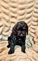 Raven, a female Miniature Goldendoodle for sale in Mineola, TX – 1 of 3