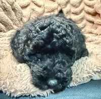 Onyx, a male Miniature Goldendoodle for sale in Mineola, TX – 2 of 3