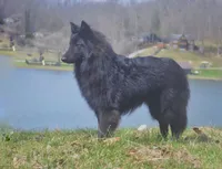 FINLEY, a male Belgian Tervuren for sale in South Point, OH – 2 of 4