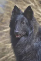 FINLEY, a male Belgian Tervuren for sale in South Point, OH – 3 of 4