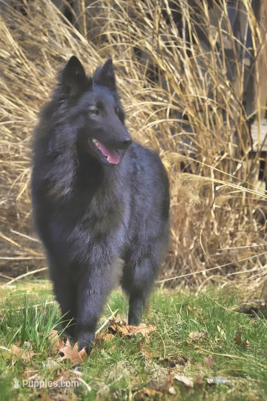 FINLEY – Belgian Tervuren puppy for sale in South Point, OH