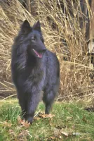 FINLEY, a male Belgian Tervuren for sale in South Point, OH – 1 of 4