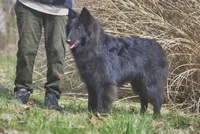 FINLEY, a male Belgian Tervuren for sale in South Point, OH – 4 of 4