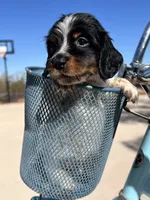 Chip, a male Miniature Dachshund for sale in Florence, AZ – 3 of 3