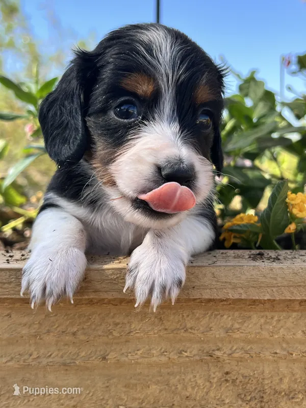Jackpot – Miniature Dachshund puppy for sale in Florence, AZ
