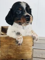 Chip, a male Miniature Dachshund for sale in Florence, AZ – 1 of 3