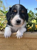 Jackpot, a male Miniature Dachshund for sale in Florence, AZ – 3 of 3