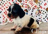 Chip, a male Miniature Dachshund for sale in Florence, AZ – 2 of 3