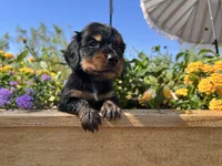 Blackjack, a male Miniature Dachshund for sale in Florence, AZ – 2 of 2