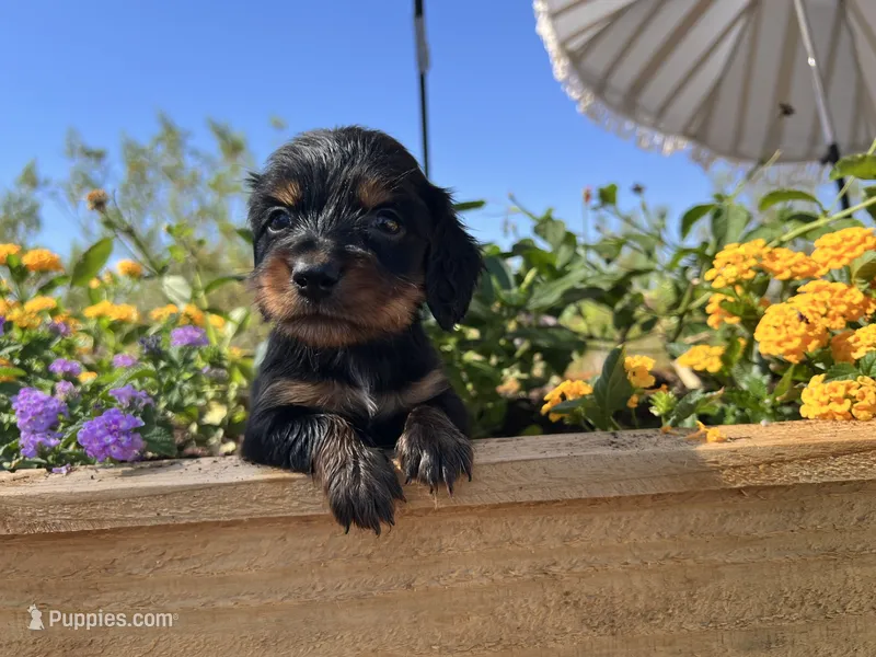 Blackjack – Miniature Dachshund puppy for sale in Florence, AZ