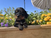 Blackjack, a male Miniature Dachshund for sale in Florence, AZ – 1 of 2