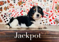 Jackpot, a male Miniature Dachshund for sale in Florence, AZ – 2 of 3