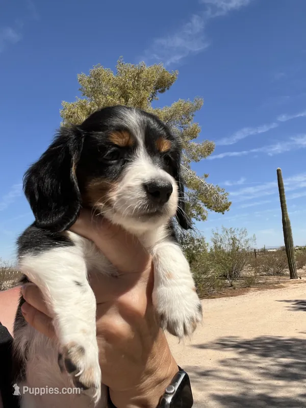 Jackpot – Miniature Dachshund puppy for sale in Florence, AZ
